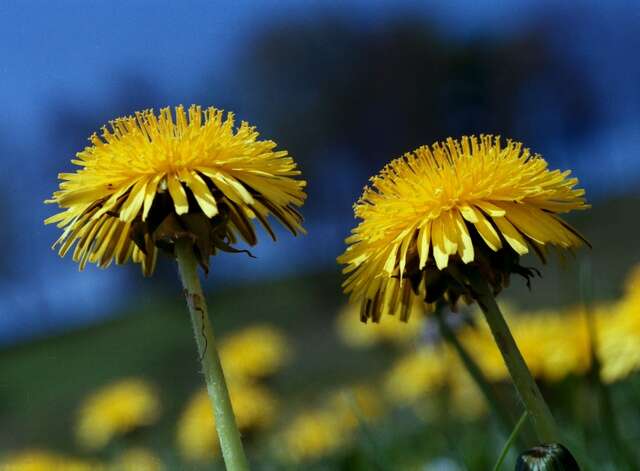 Image of dandelion