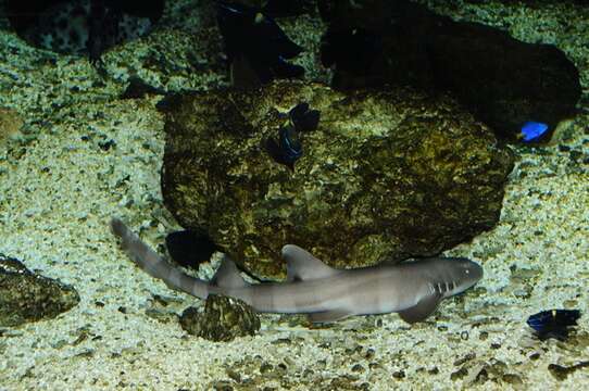 Image of Bamboo sharks