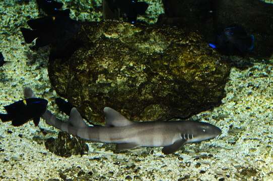 Image of Bamboo sharks