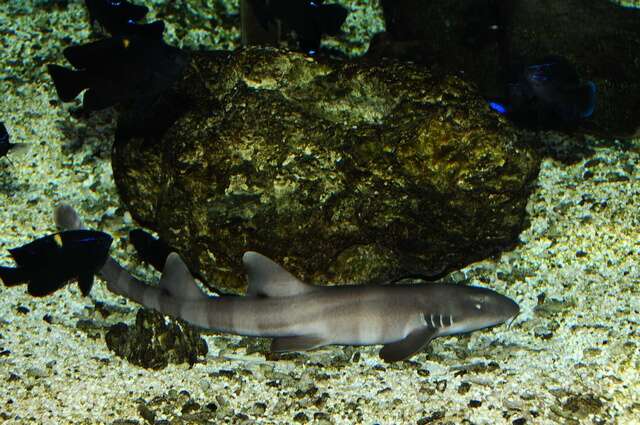 Image of Bamboo sharks