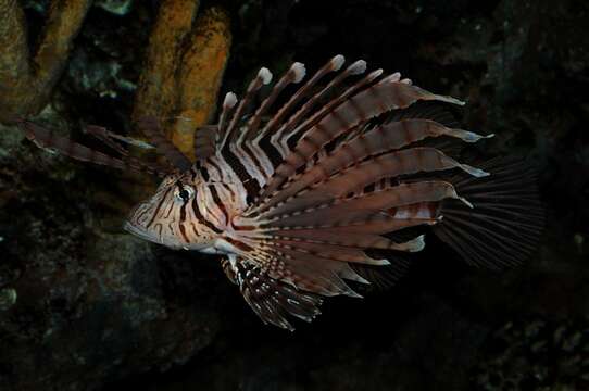 Image of Pterois