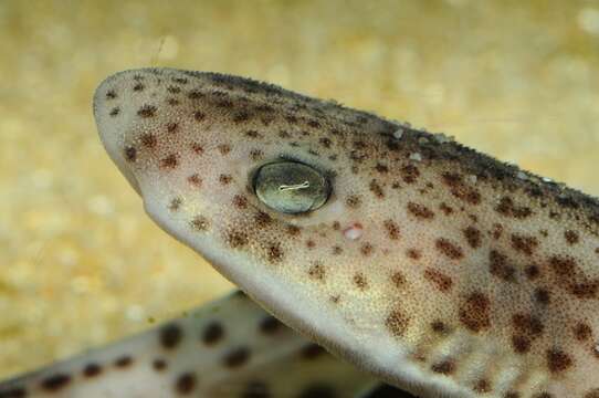 Image of Spotted cat sharks