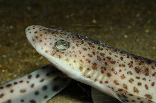 Image of Spotted cat sharks