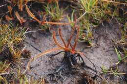 Image of Sundews