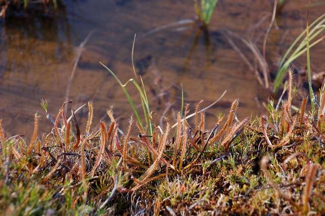 Image of Sundews