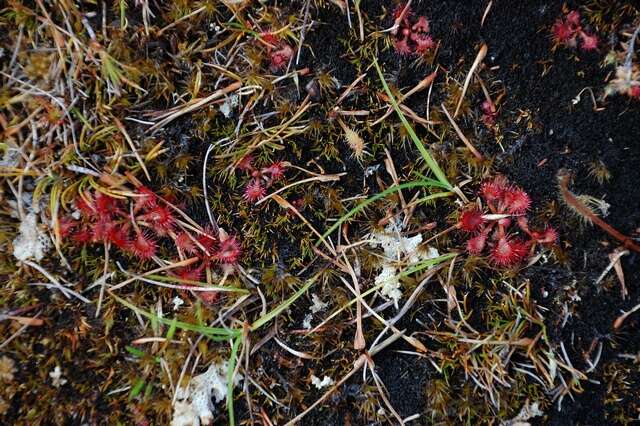 Image of New Zealand sundew