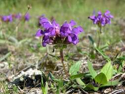 Image of selfheal