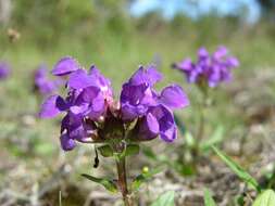 Image of selfheal