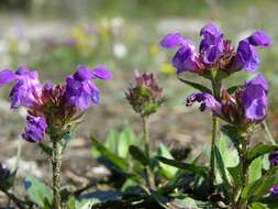 Image of selfheal