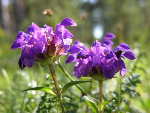 Image of selfheal