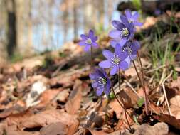 Слика од Hepatica