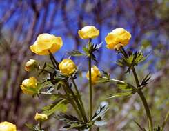 Image of globeflower