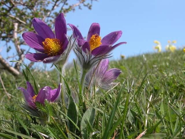 Image of pasqueflower