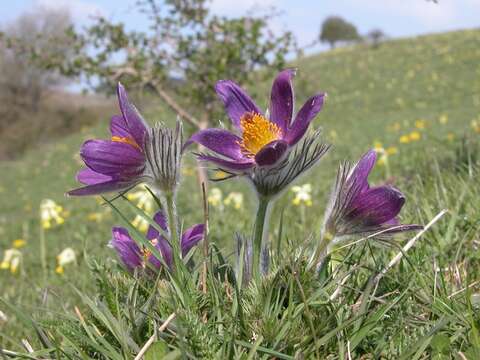 Image of pasqueflower