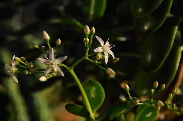 Слика од Crassula