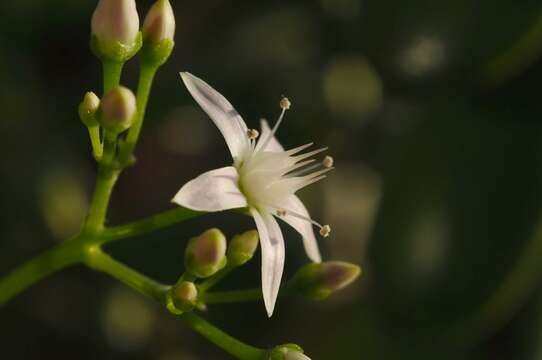 Image of pygmyweed