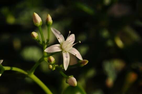 Image of pygmyweed