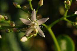 Слика од Crassula