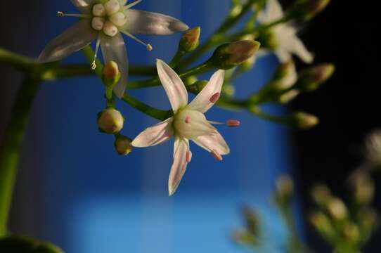 Image of pygmyweed