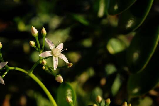 Слика од Crassula