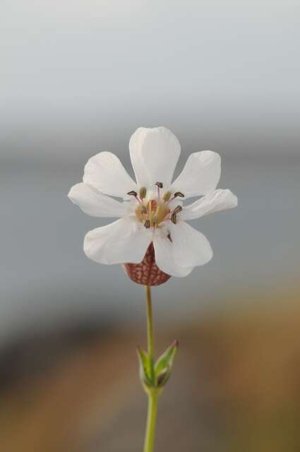 Image of sea campion