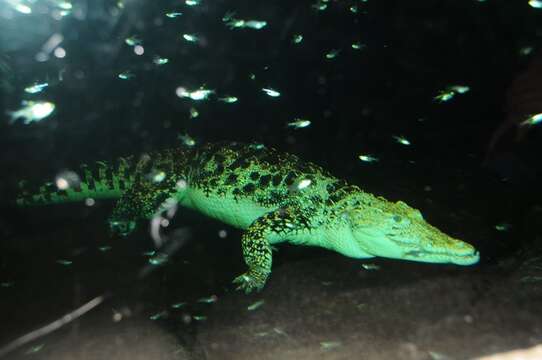 Imagem de Crocodylus