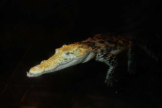 Imagem de Crocodylus