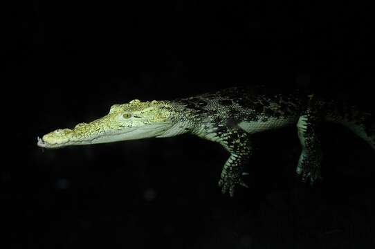 Image of Crocodylus