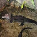 Image of Cuvier's Smooth-fronted Caiman