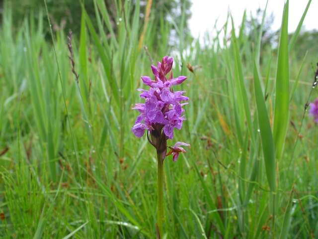 Image of Narrow-leaved marsh-orchid