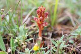 Image of Orobanche alba Steph. ex Willd.