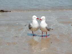 Image of gulls, terns, and skimmers