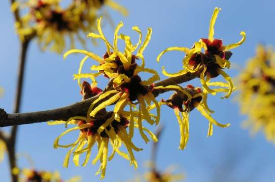 Image of Witch-hazel