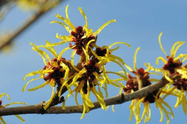 Image of Witch-hazel