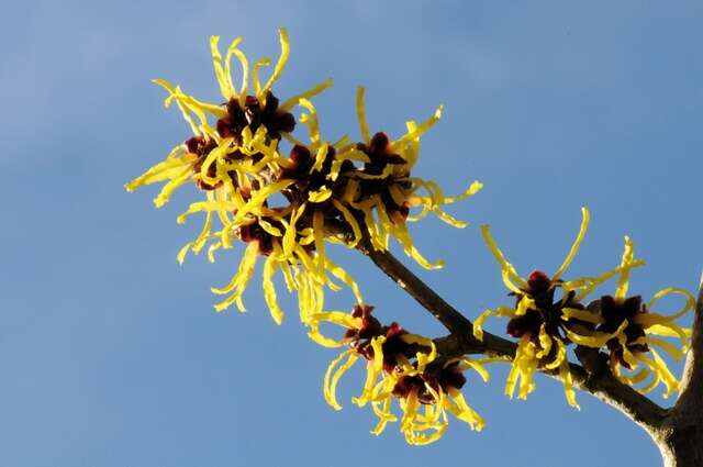 Image of Witch-hazel