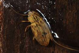 Image of Helophoridae