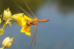 Image of Sympetrum Newman 1833