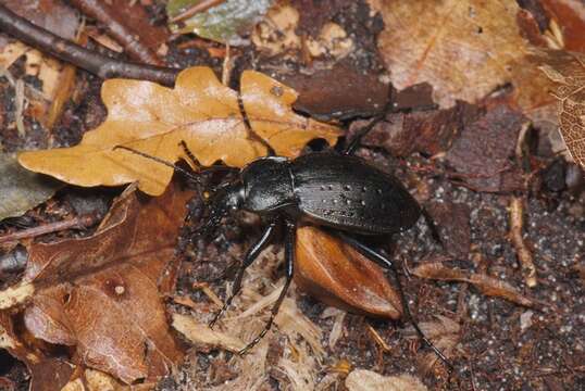 Image of true ground beetle genus