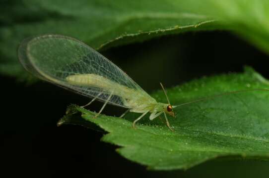 Image of common green lacewings