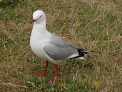 Image of gulls, terns, and skimmers