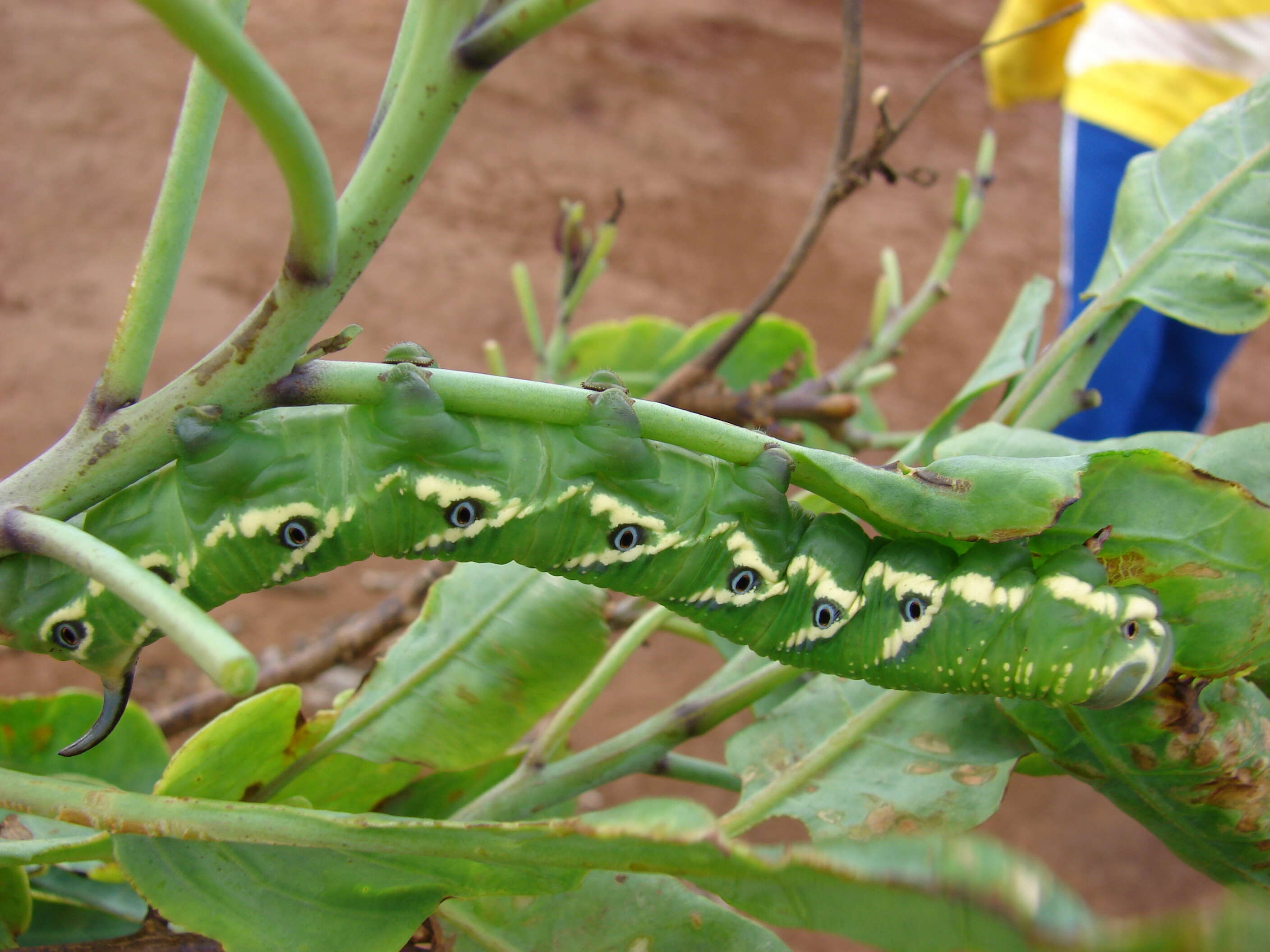 Image of tree tobacco