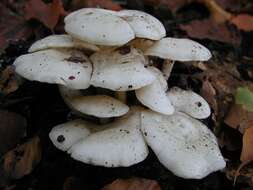 Image of Leucocybe