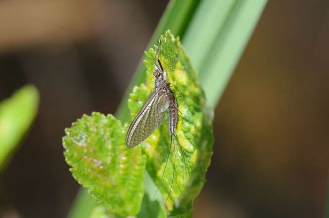 Image of Leptophlebia