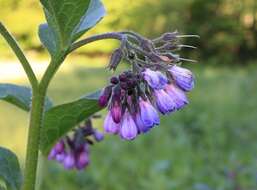 Image of comfrey