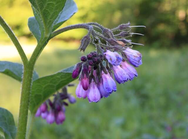 Image of comfrey