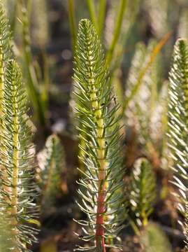 Image of Mare's Tail