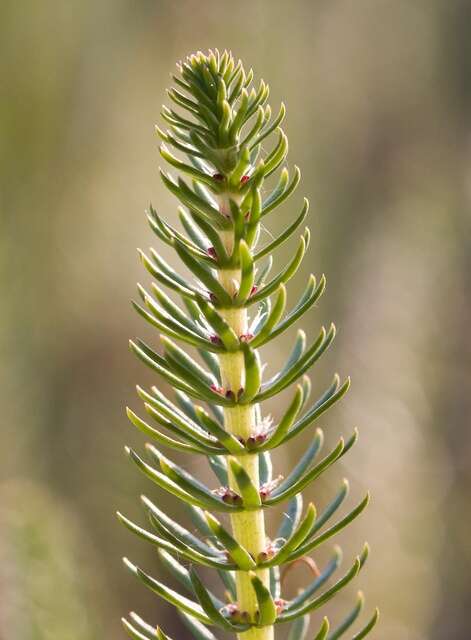 Image of Mare's Tail