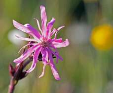 Image of Catchfly