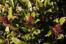 Skimmia resmi