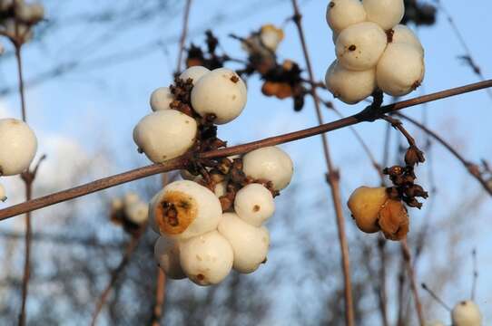 Image of Snowberry